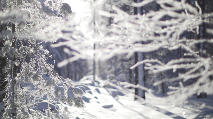 Luminen metsä, kuva: Joenrinne Films