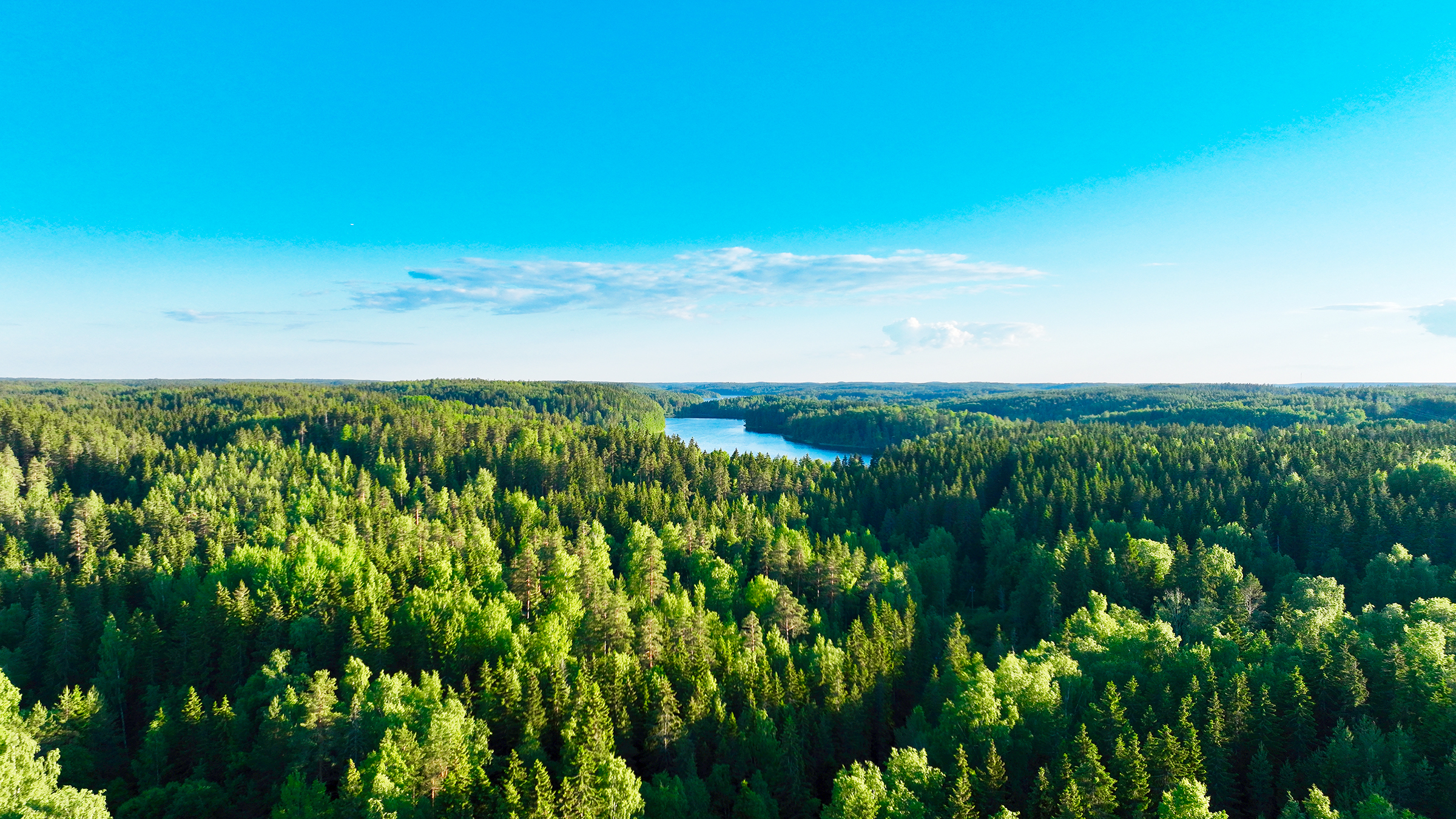 Metsämaisema Nuuksiosta, kuva: Joenrinne Films