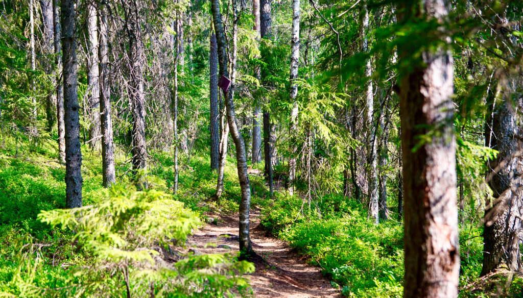 Metsämaisema Nuuksiosta - kuva Joenrinne Films