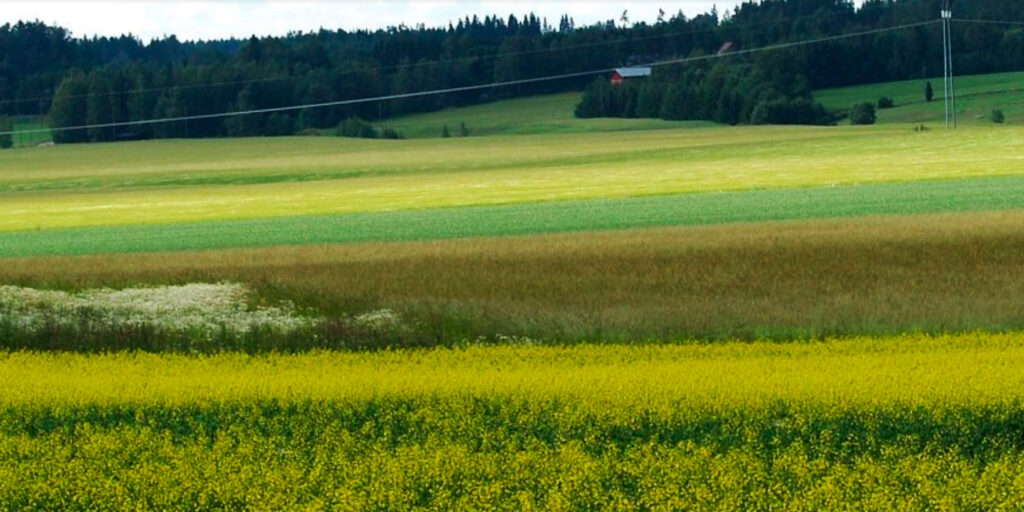 Vihtiläinen peltomaisema