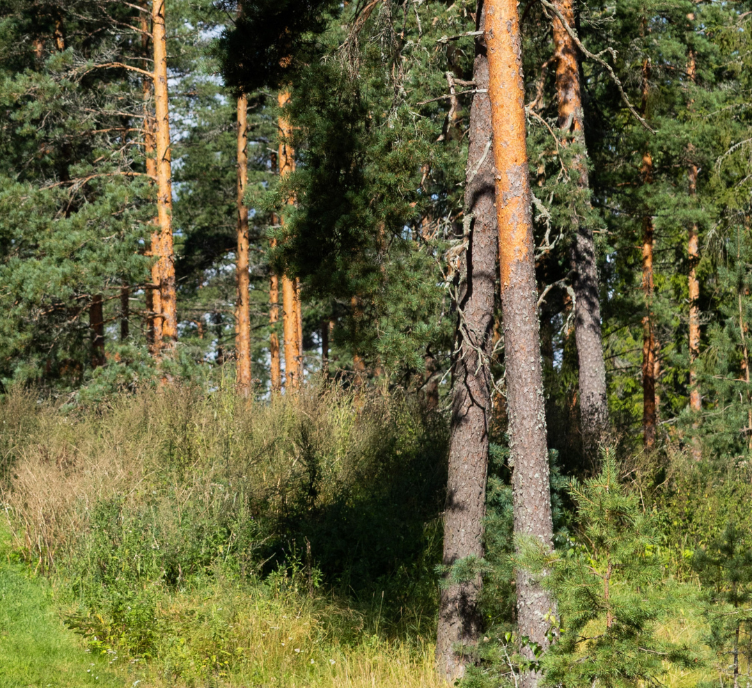 Nummelanharjun metsää elokuussa 2025